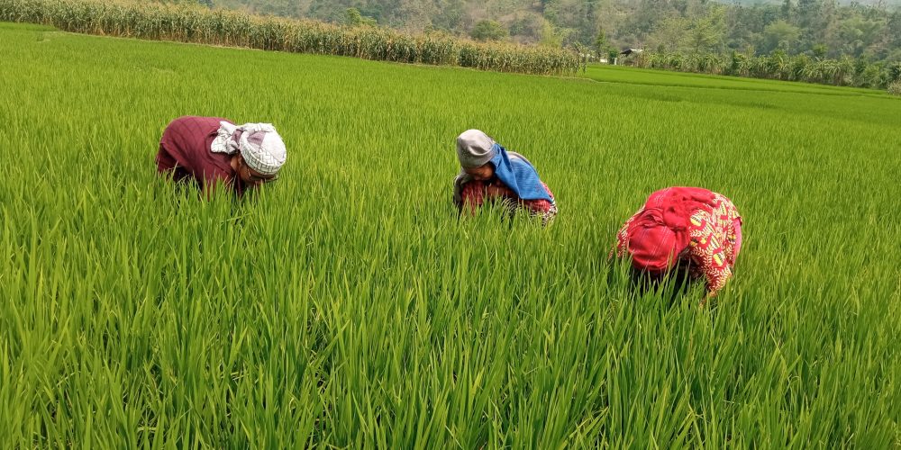 पाल्पामा चैतेधान खेती गर्न छाड्दै किसान