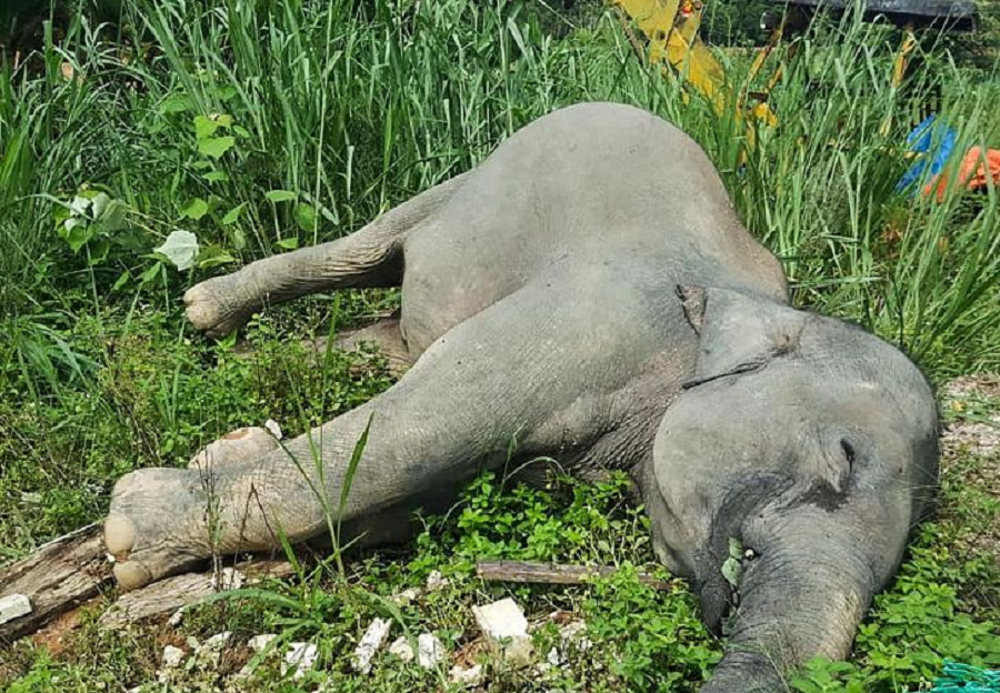 झापामा पोथी हात्ती मृत फेला