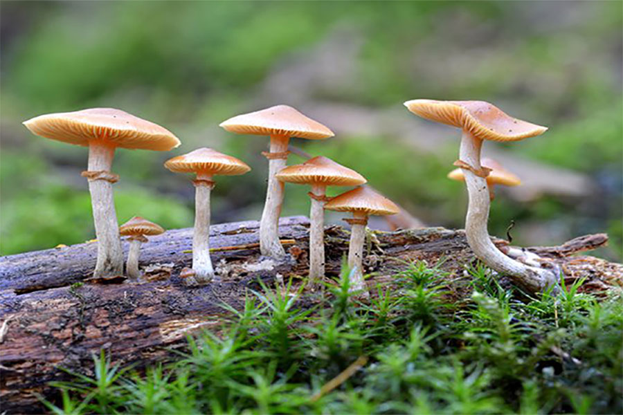 जंगली च्याउ खादा विरामी