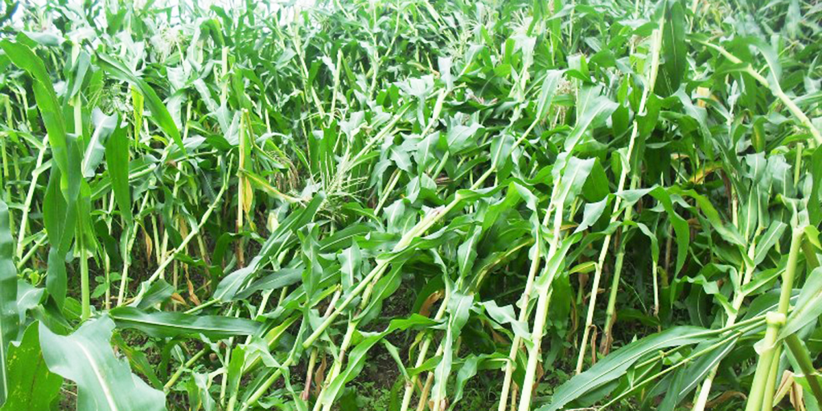 लगातारको हावाहुरीका कारण निरास छन् महोत्तरीका किसान