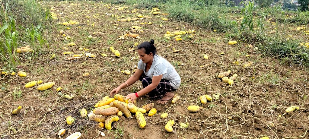 असिनाबाट २ करोडको काँक्रोको बीउ नष्ट