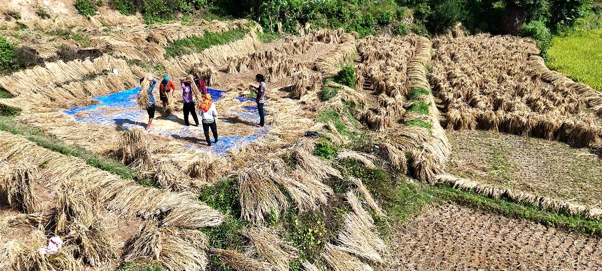 बेमौसमी वर्षाले रामेछापमा ६० लाख रुपैयाँ बराबरको धान क्षति