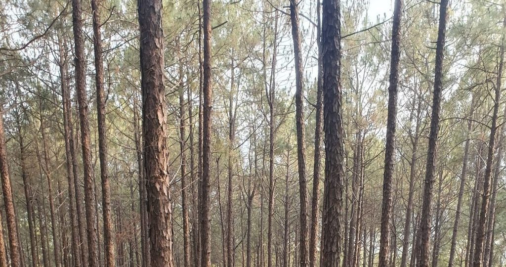 सल्लोका दाउरा निर्यातमा ३० प्रतिशत बिन्दुले घट्यो भन्सार