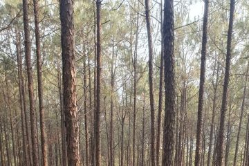 सल्लोका दाउरा निर्यातमा ३० प्रतिशत बिन्दुले घट्यो भन्सार
