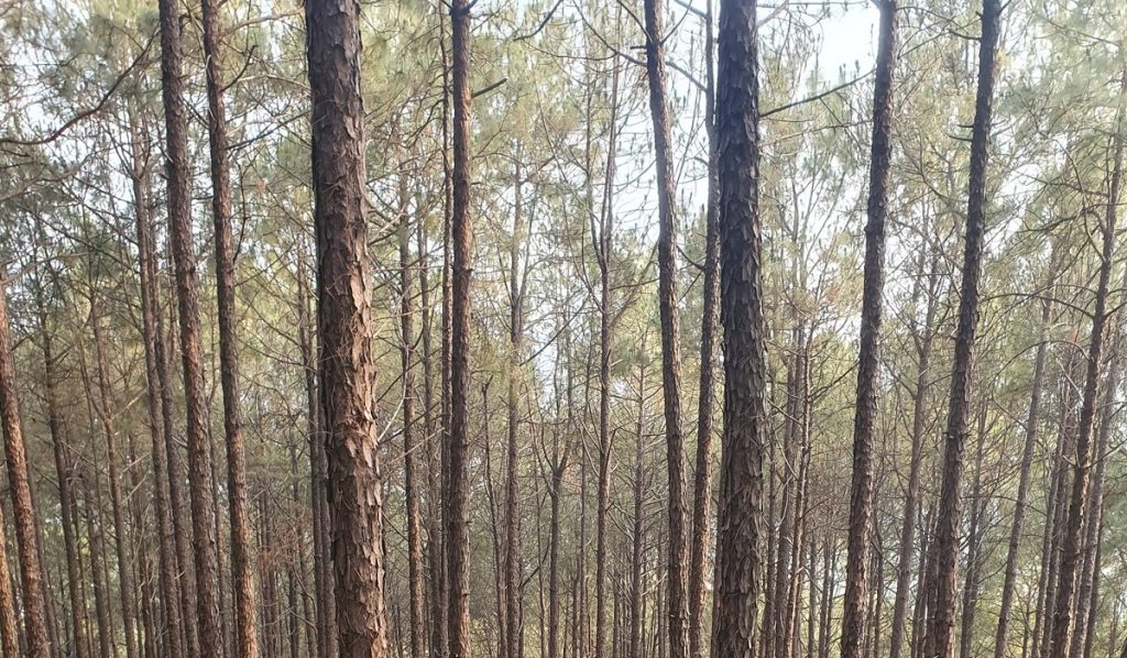 सल्लोका दाउरा निर्यातमा ३० प्रतिशत बिन्दुले घट्यो भन्सार